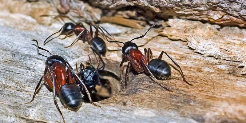 Carpenter Ants, Blog