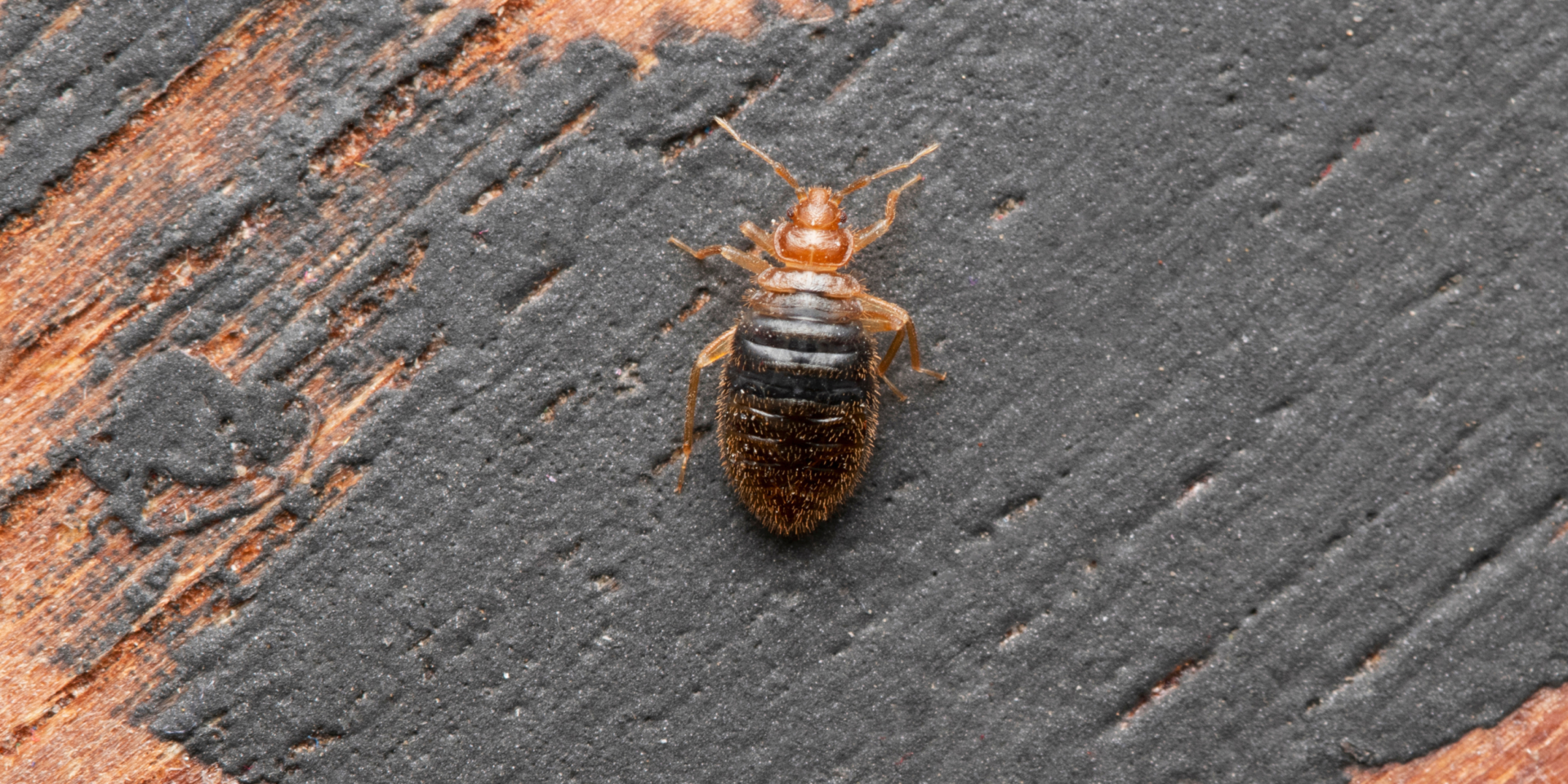 Where Do Bed Bugs Come From? | LaJaunie's Pest Control