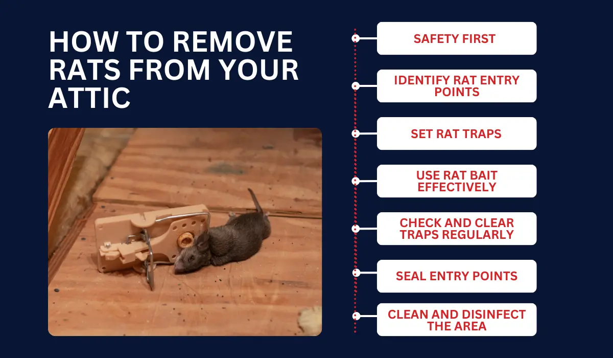 How to Get Rid of (and Prevent) Rats in Your Attic | LaJaunie's Pest ...