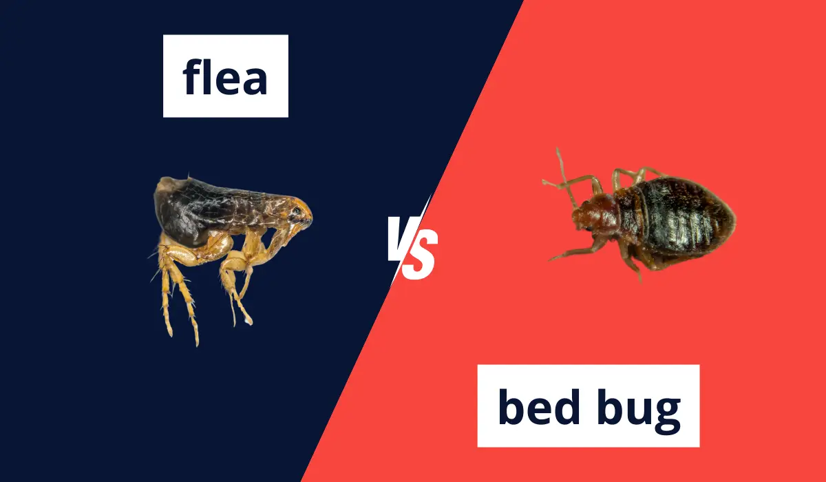 flea and bed bug comparison
