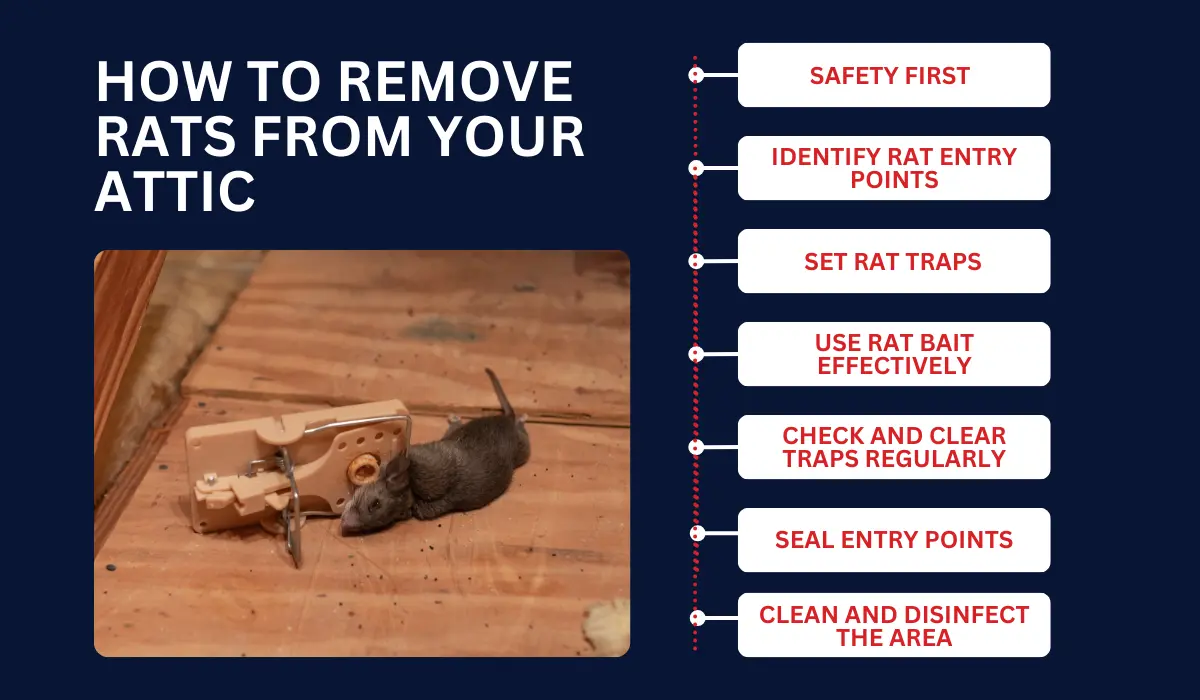 HOW TO REMOVE RATS FROM YOUR ATTIC step by step