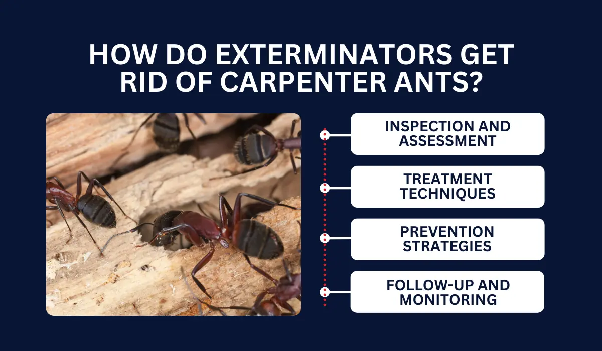 How Do Exterminators Get Rid of Carpenter Ants? | LaJaunie's Pest Control