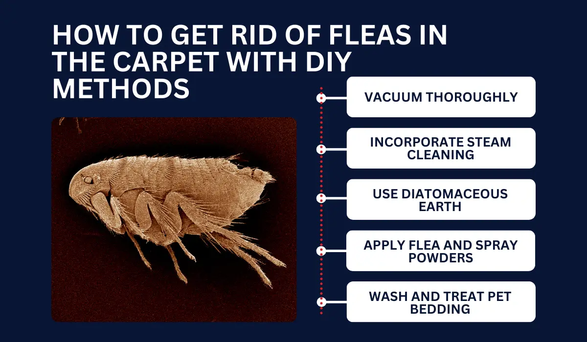 HOW TO GET RID OF FLEAS IN THE CARPET WITH DIY METHODS
