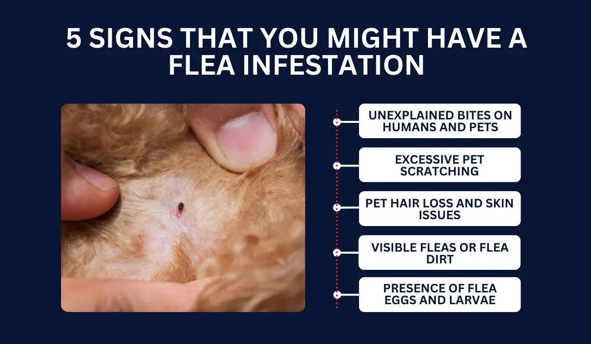 IDENTIFYING THE 5 SIGNS OF FLEA INFESTATIONS