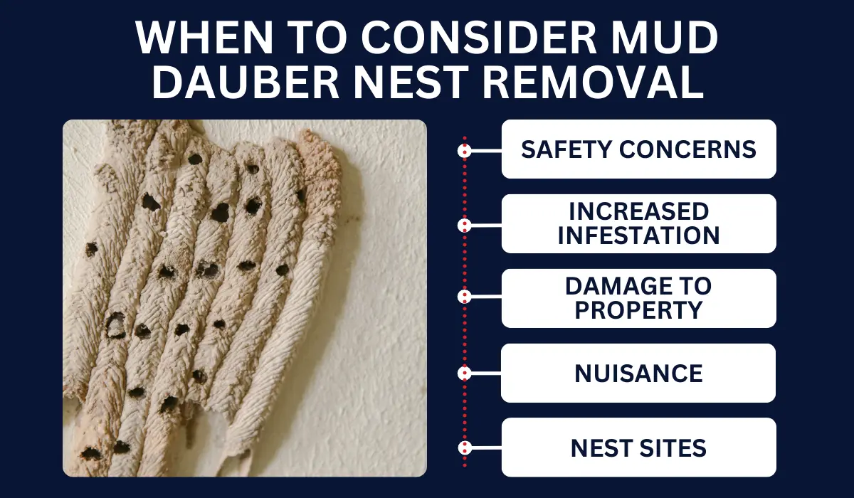 WHEN TO CONSIDER MUD DAUBER NEST REMOVAL