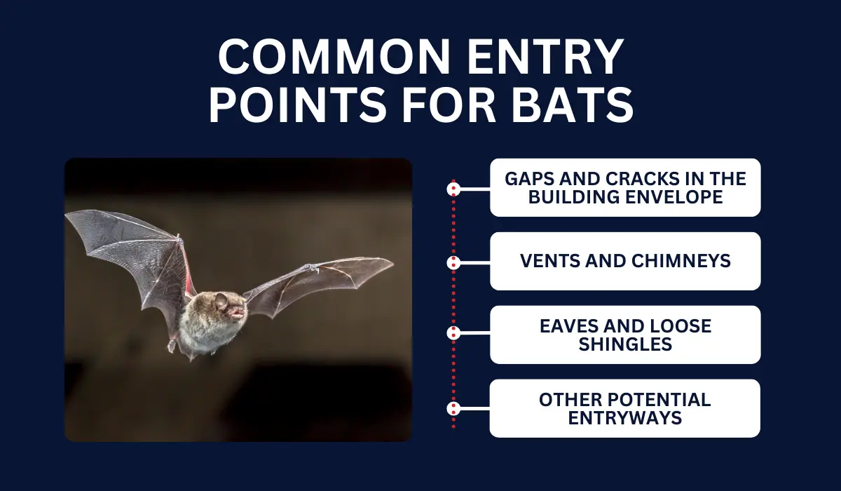 COMMON ENTRY POINTS FOR BATS