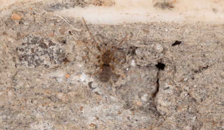 Crevice Weaver Spider in Louisiana: What to Know | LaJaunie's Pest Control