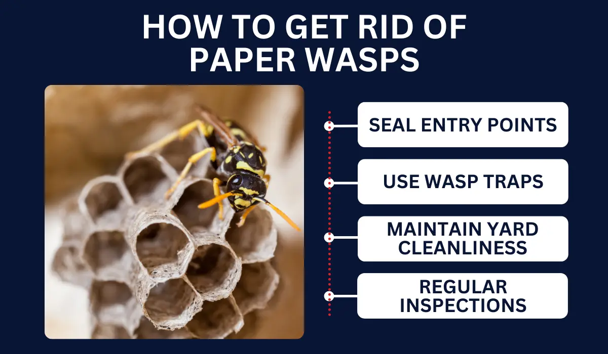 HOW TO GET RID OF PAPER WASPS