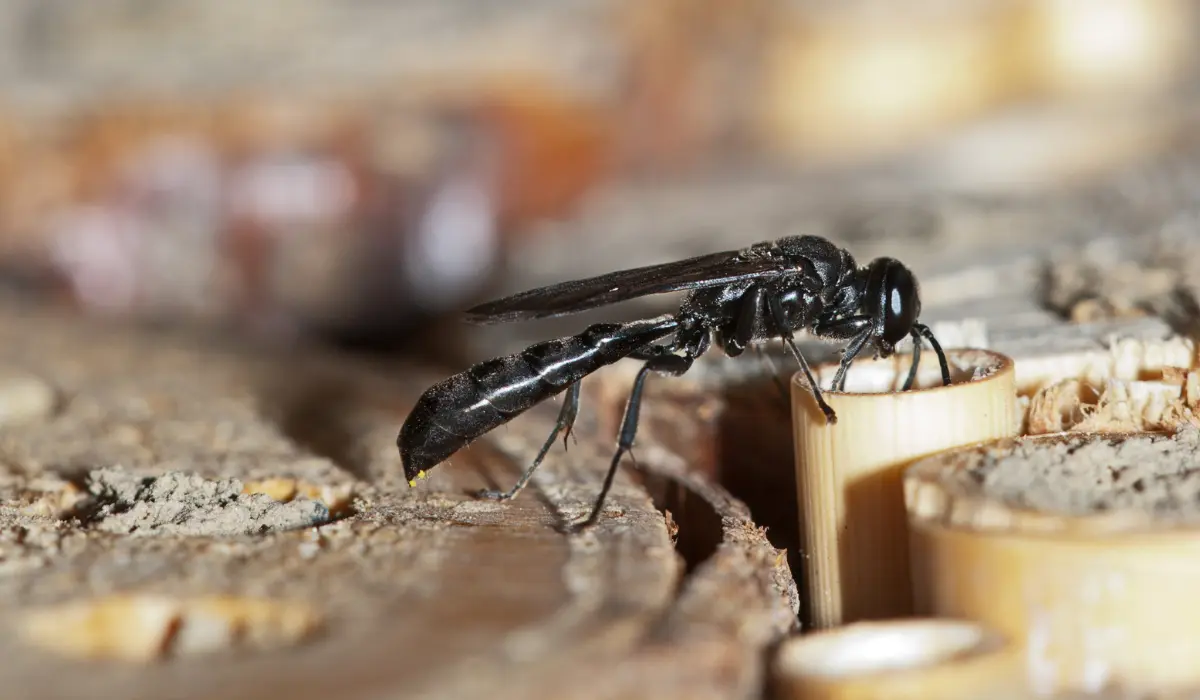 Organ Pipe Mud Dauber