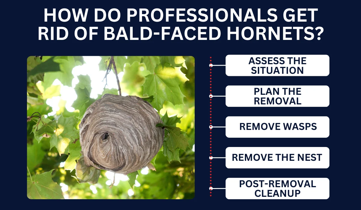 HOW DO PROFESSIONALS GET RID OF BALD-FACED HORNETS?