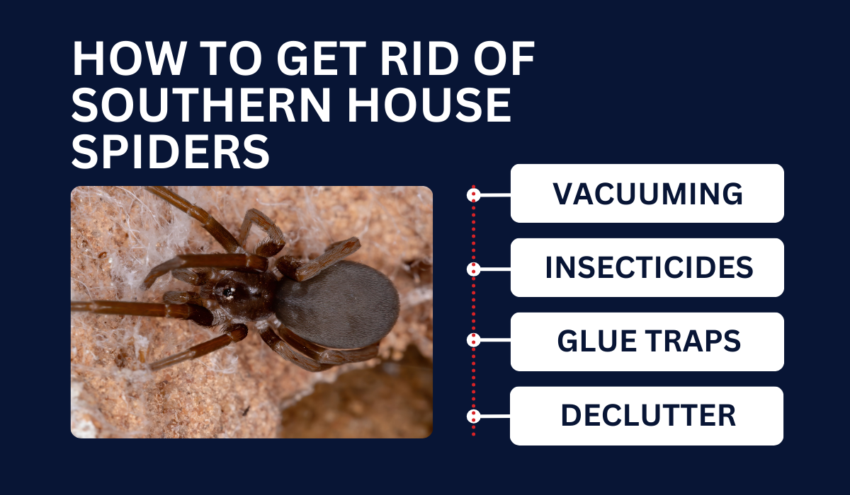 HOW TO GET RID OF SOUTHERN HOUSE SPIDERS