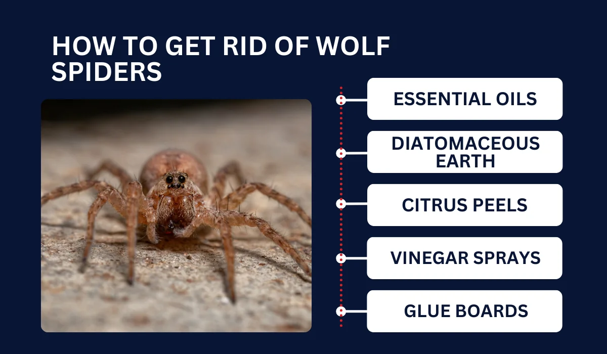 HOW TO GET RID OF WOLF SPIDERS