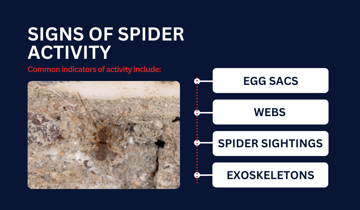 Crevice Weaver Spider in Louisiana: What to Know | LaJaunie's Pest Control