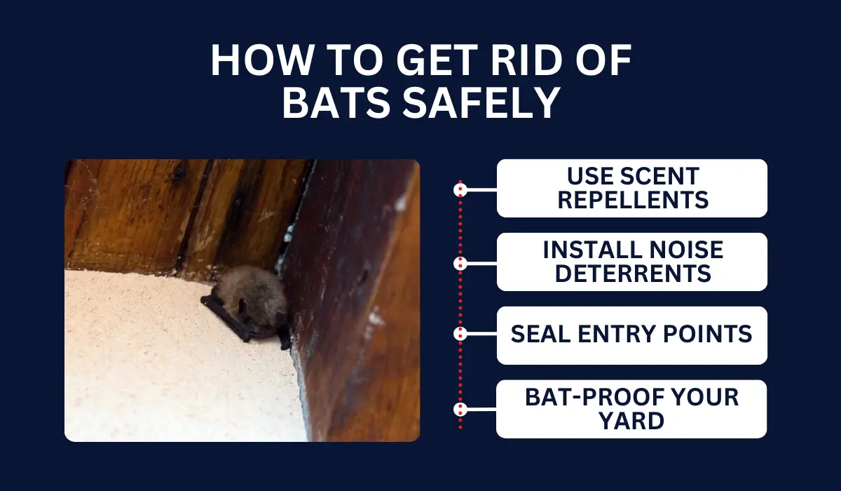 HOW TO GET RID OF BATS SAFELY