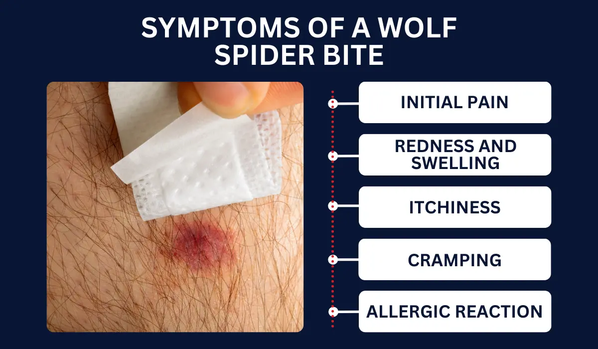 wolf spider bite symptom