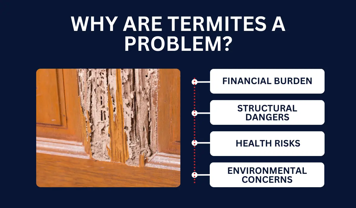 termites problem