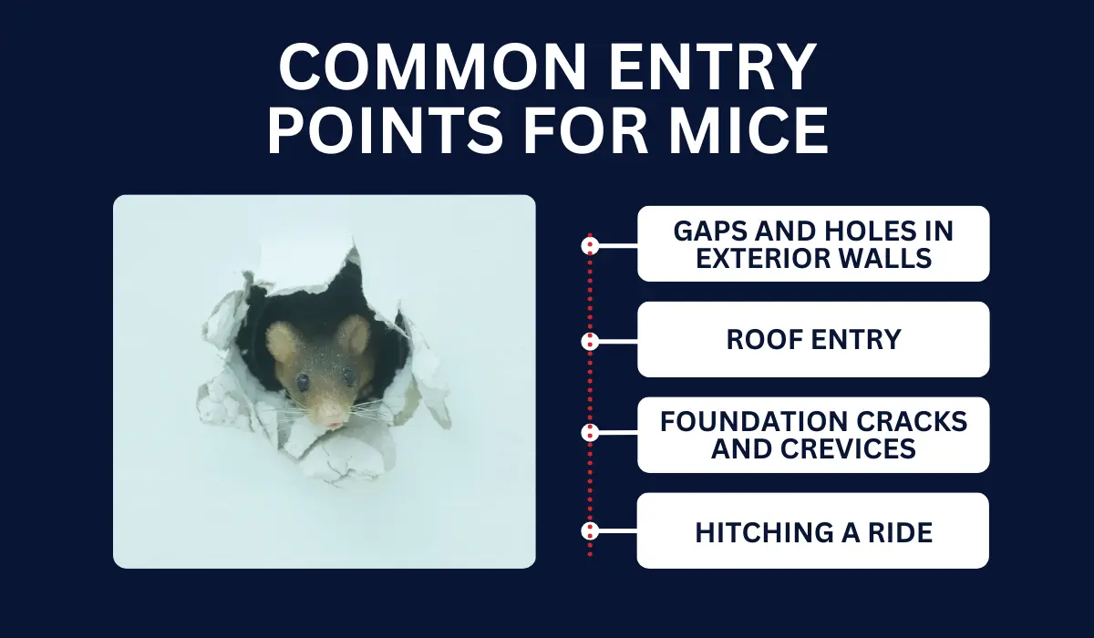 COMMON ENTRY POINTS FOR MICE