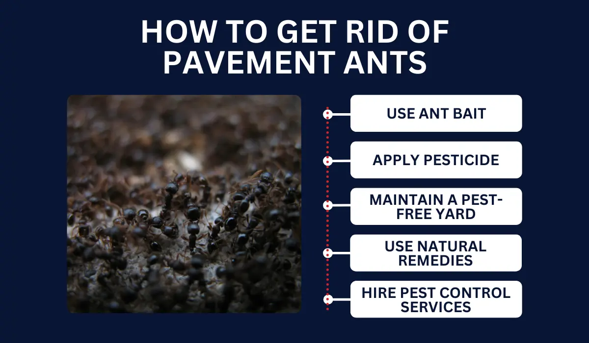 HOW TO GET RID OF PAVEMENT ANTS