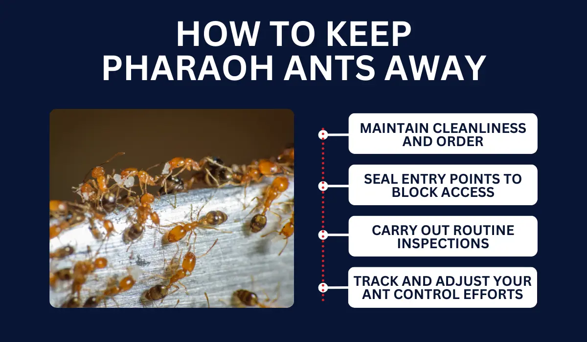 HOW TO KEEP PHARAOH ANTS AWAY