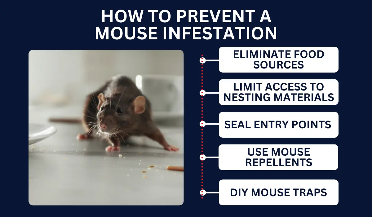 HOW TO PREVENT A MOUSE INFESTATION