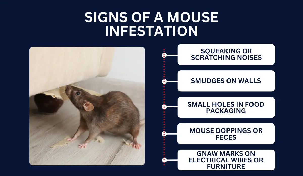 SIGNS OF A MOUSE INFESTATION