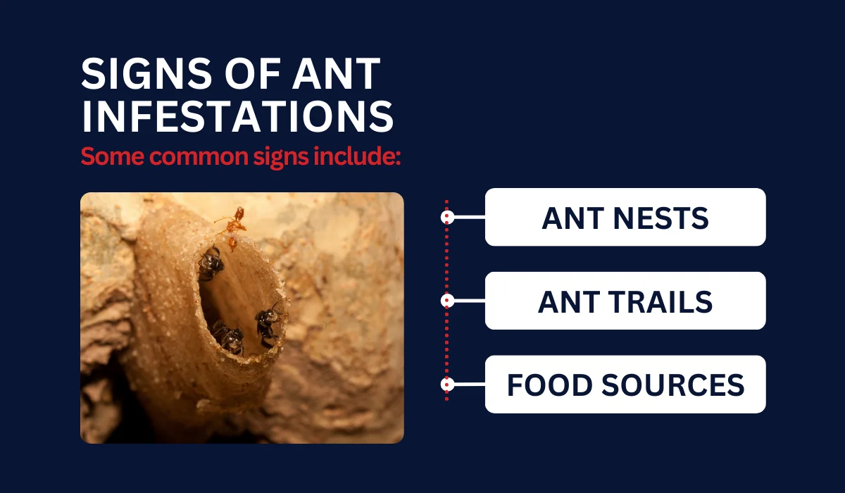 Identify Signs of Ant Infestations