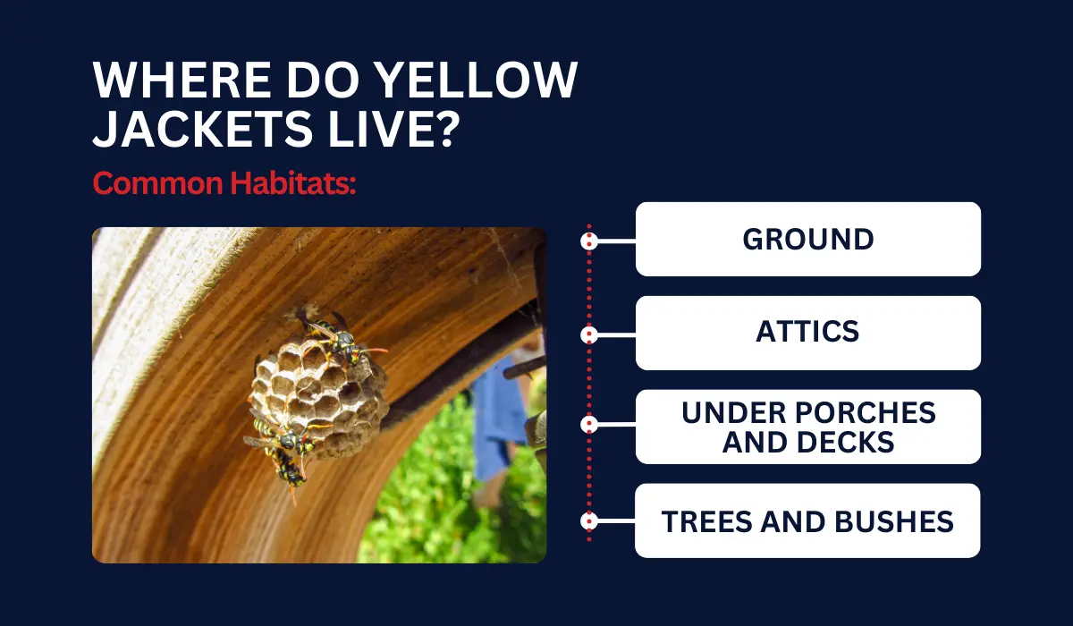 WHERE DO YELLOW JACKETS LIVE?