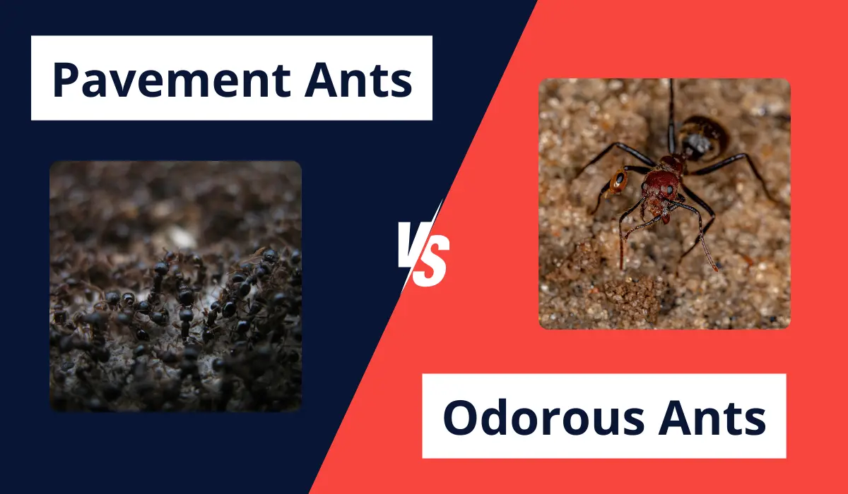 PAVEMENT ANTS VS ODOROUS HOUSE ANTS comparison