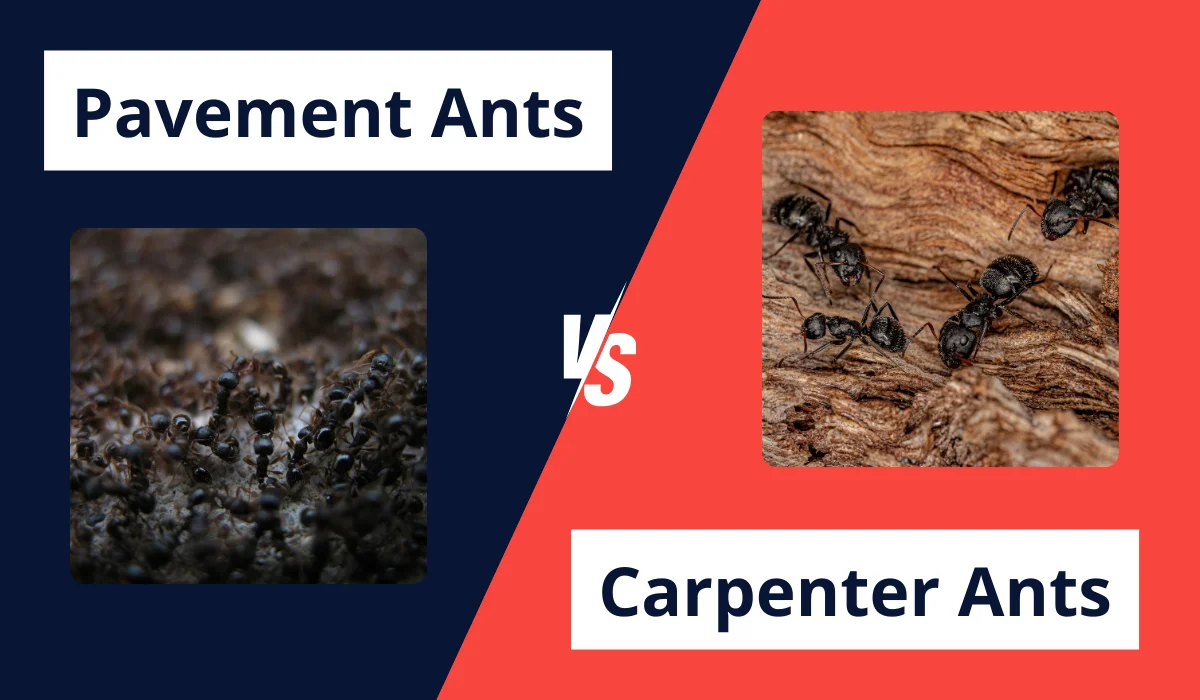 pavement vs carpenter ants comparison