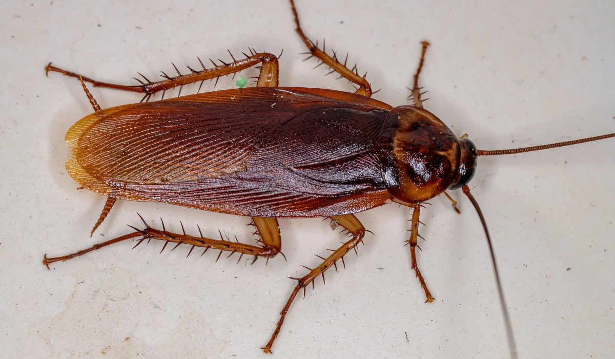 American Cockroach