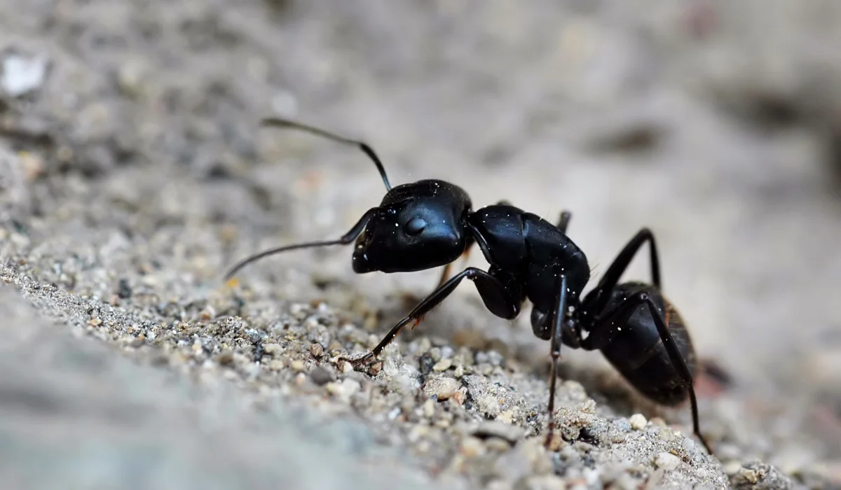 Black Ants