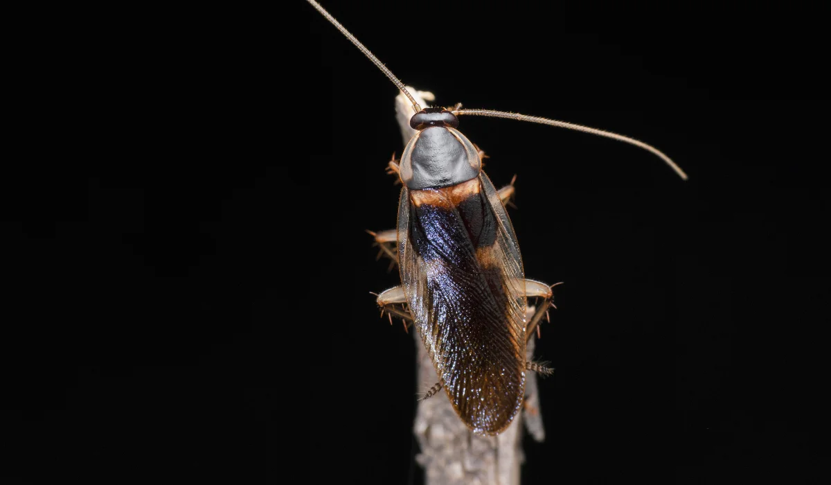 Brown-banded Cockroach