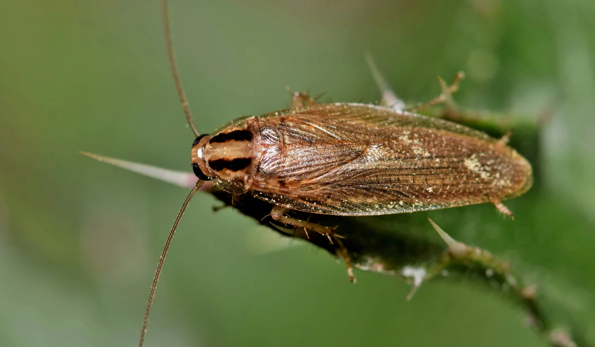 German Cockroach