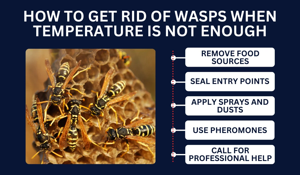 HOW TO GET RID OF WASPS WHEN TEMPERATURE IS NOT ENOUGH