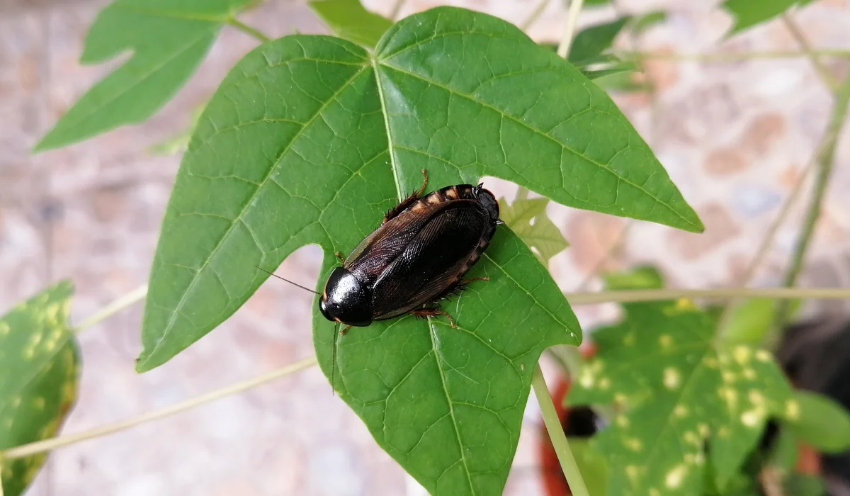 Surinam Cockroach