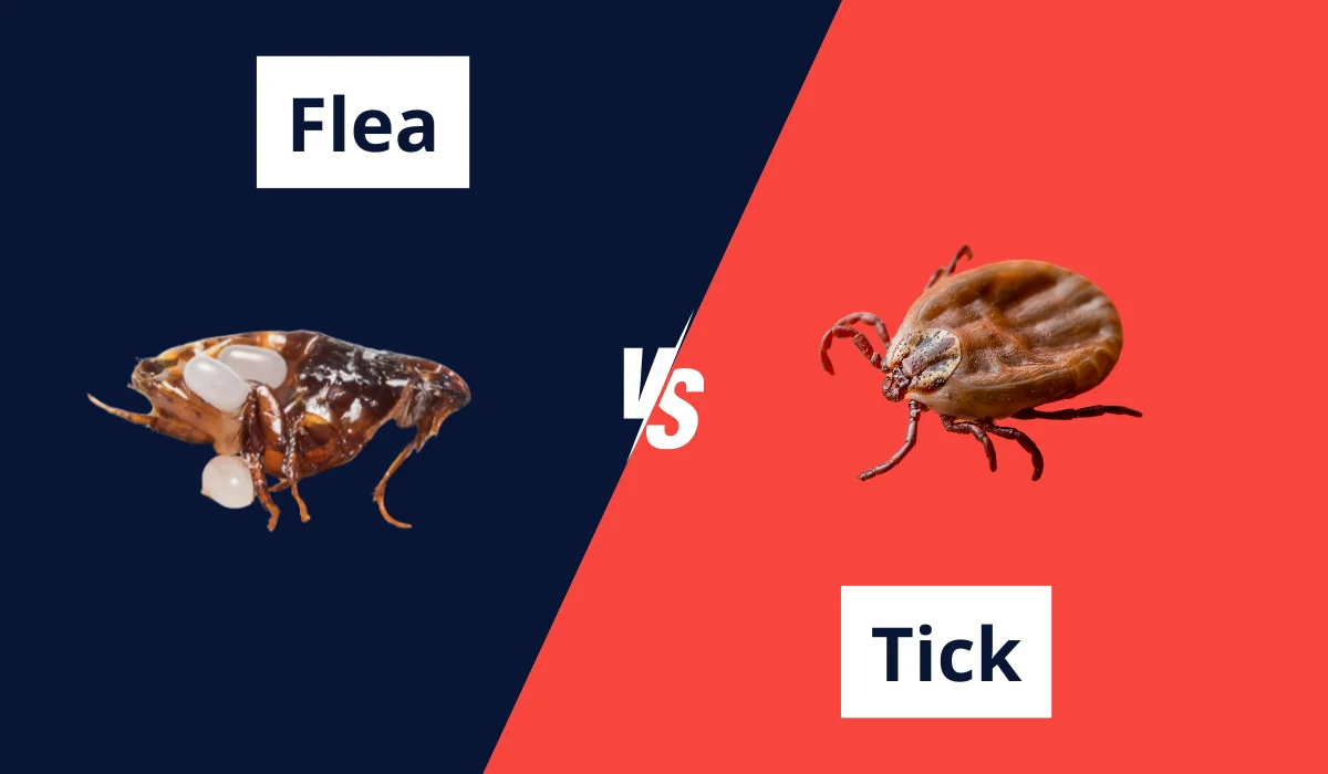 FLEAS VS TICKS: KEY DIFFERENCES