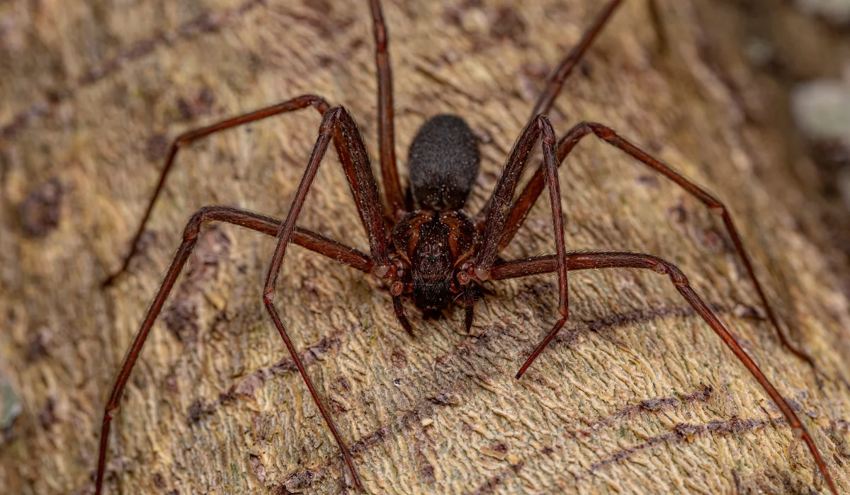 Brown Recluse Spiders