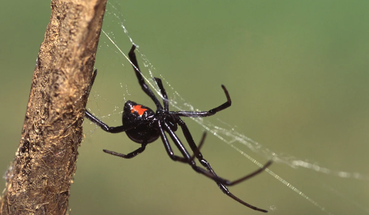 Black Widow Spider on a Web (2)