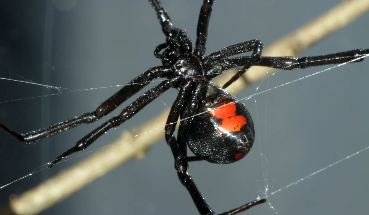 black widow spider