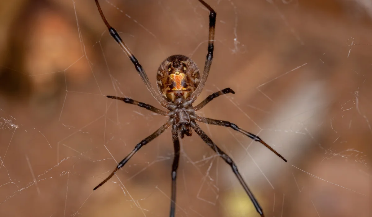 Brown Widow Spiders