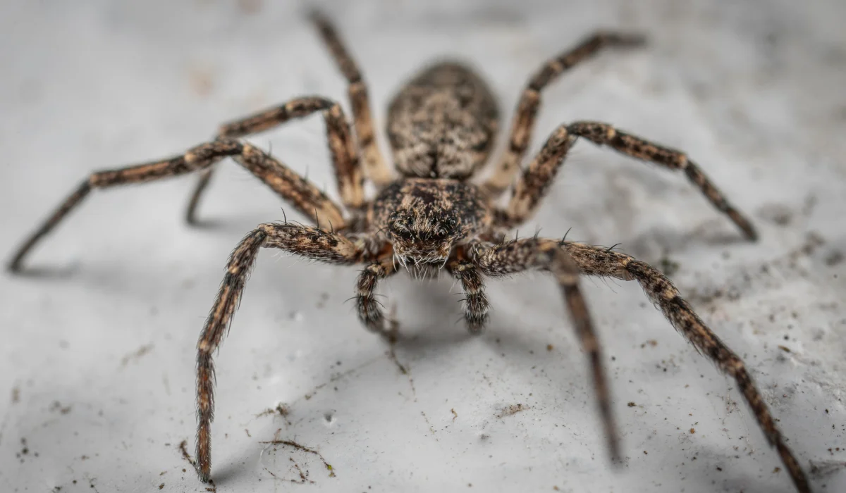 Fishing spider crawling in aquarium