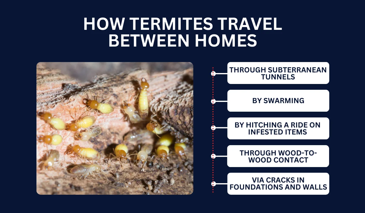 HOW TERMITES TRAVEL BETWEEN HOMES