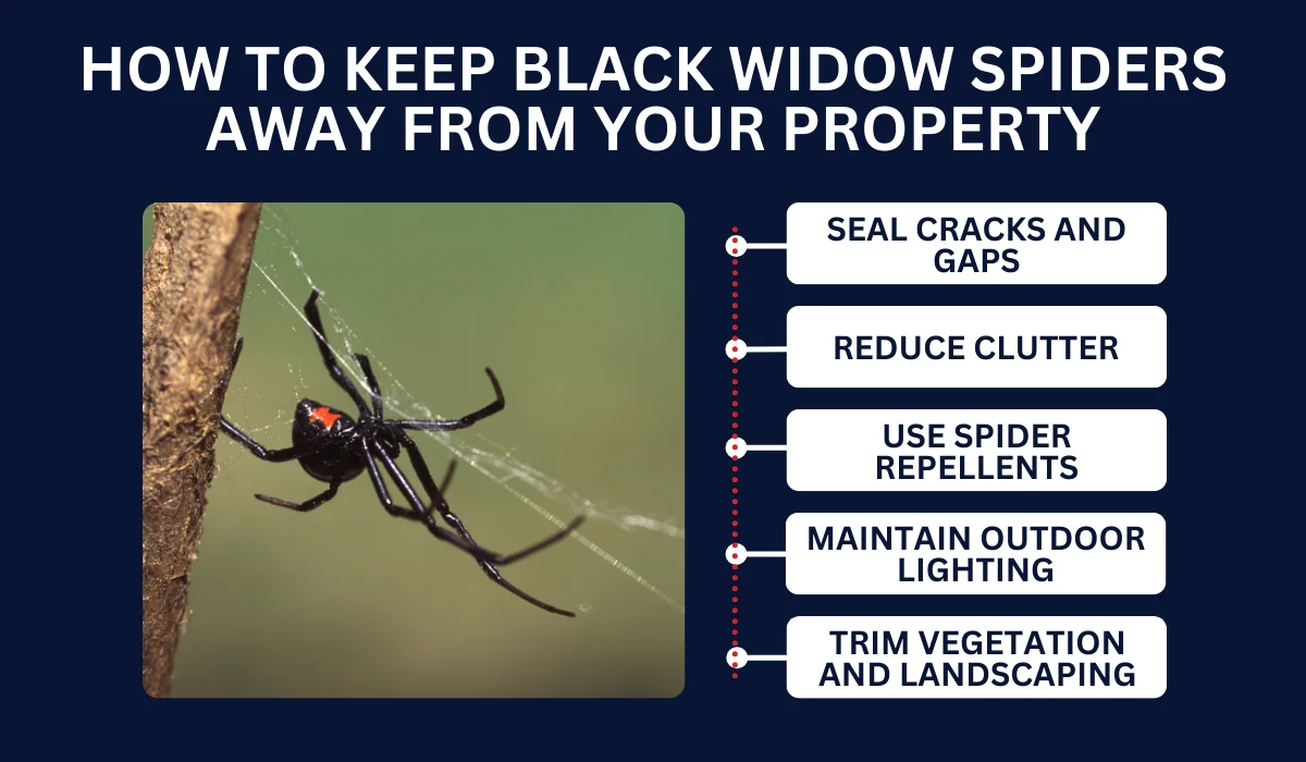 HOW TO KEEP BLACK WIDOW SPIDERS AWAY FROM YOUR PROPERTY