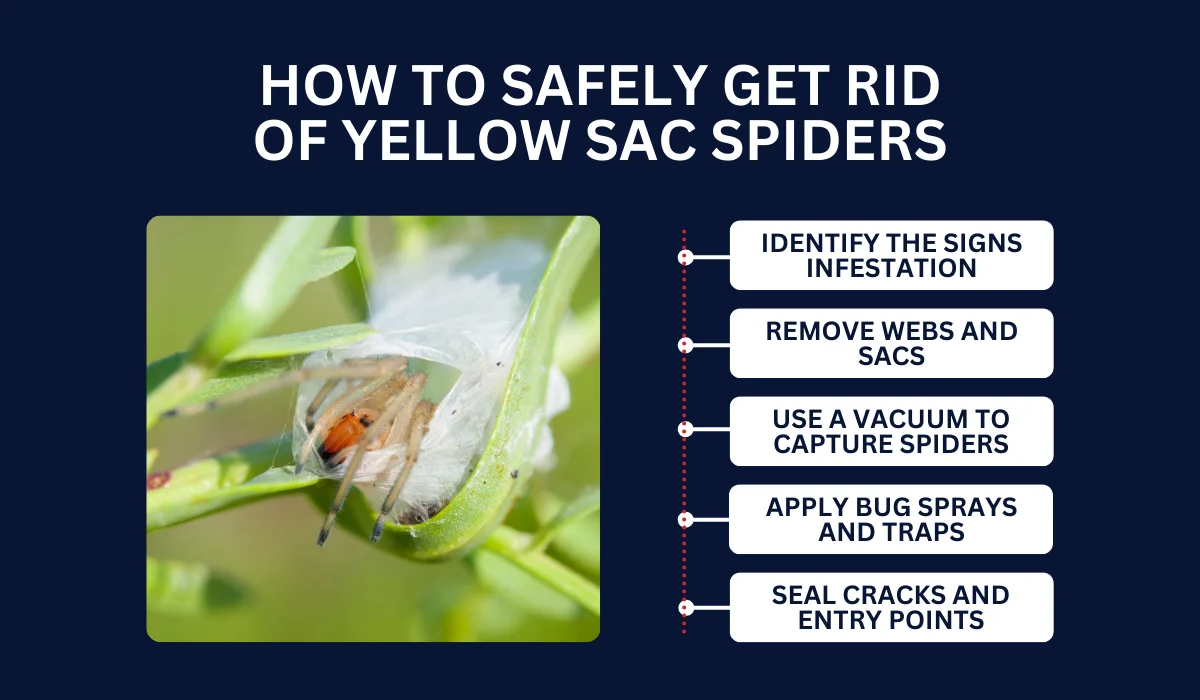 HOW TO SAFELY GET RID OF YELLOW SAC SPIDERS