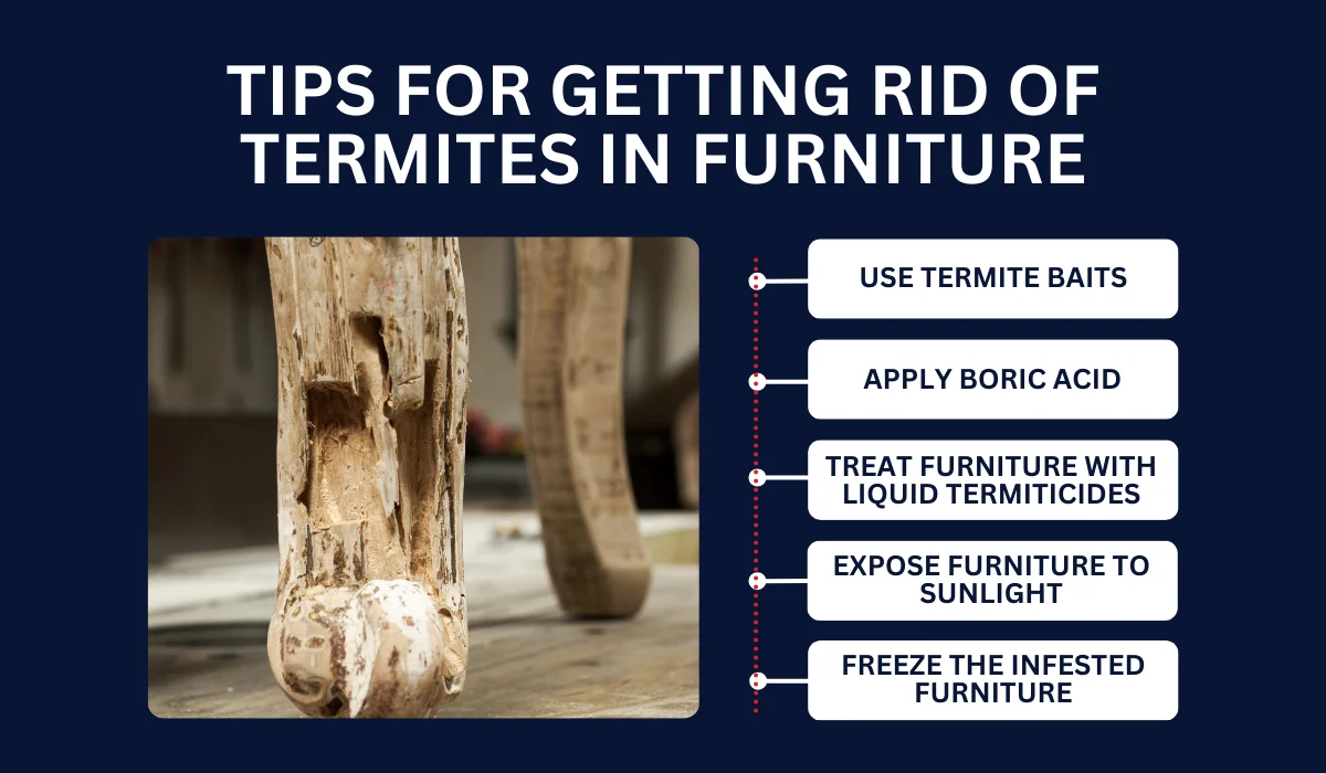 5 Tips for Getting Rid of Termites in Furniture