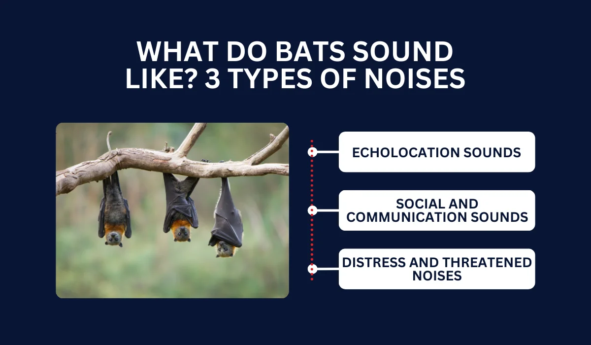 WHAT DO BATS SOUND LIKE_ 3 TYPES OF NOISES