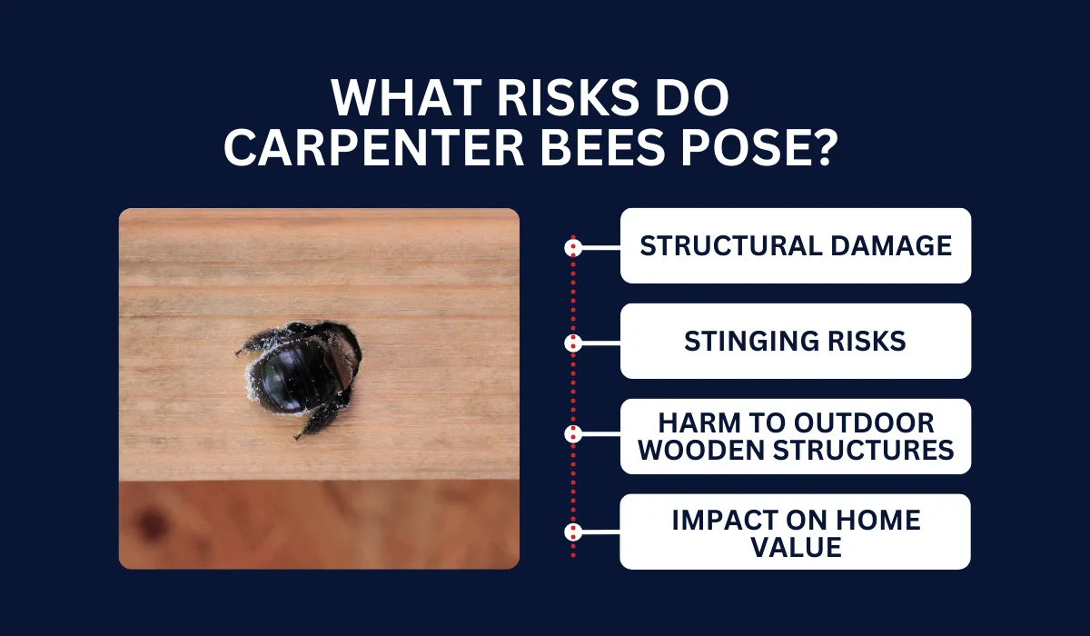 WHAT RISKS DO CARPENTER BEES POSE