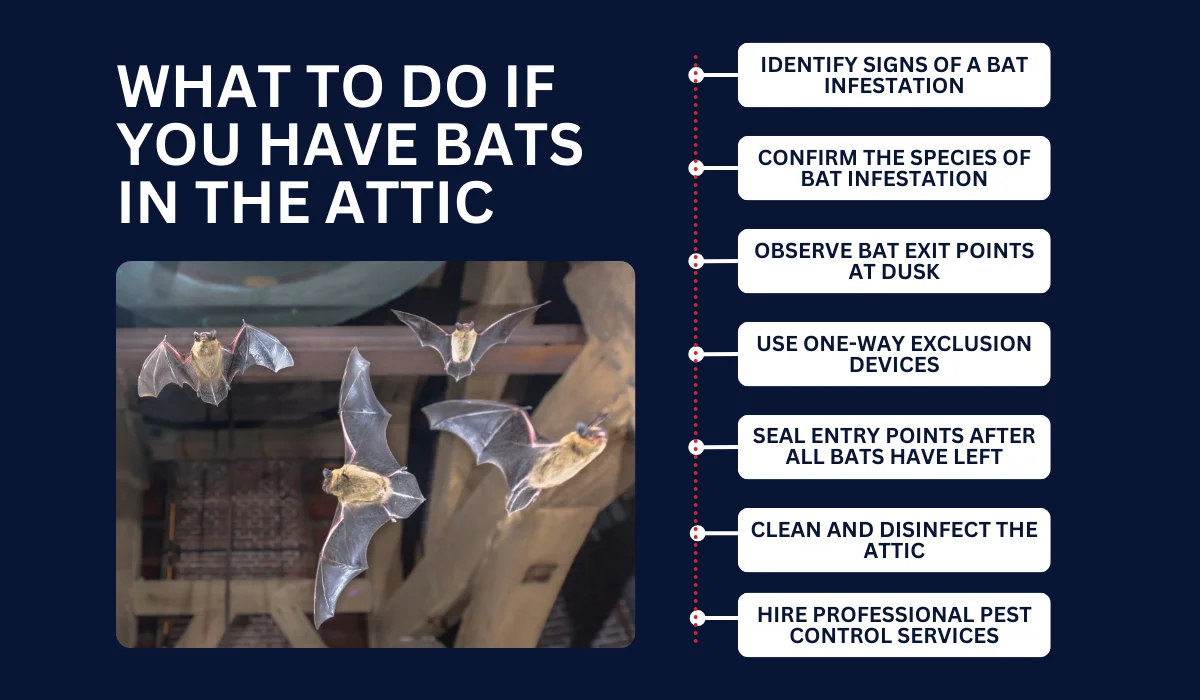 WHAT TO DO IF YOU HAVE BATS IN THE ATTIC