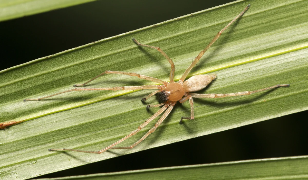 Yellow Sac Spider on a Leaf