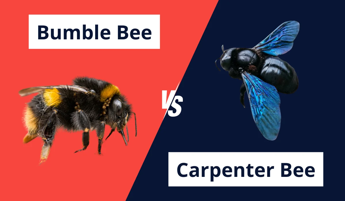 CARPENTER BEE VS BUMBLEBEE comparison